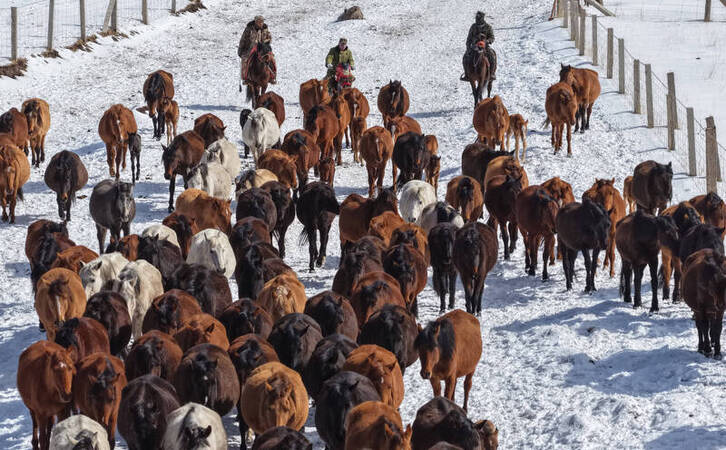 CHINA GANSU SHANDAN HORSE CN CHINA GANSU SHANDAN HORSE CN