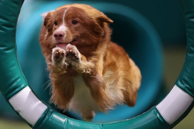 Animali Birmingham il concorso canino Crufts Dog Show 2026 giorno 2 Animali Birmingham il concorso canino Crufts Dog Show 2026 giorno 2