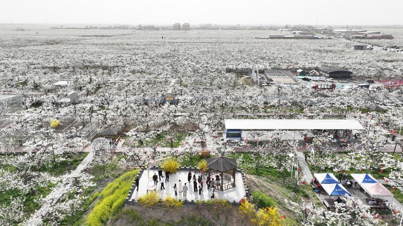 250 000 Mu of Pear Blossoms in Full Bloom in Zhao County 250 000 Mu of Pear Blossoms in Full Bloom in Zhao County