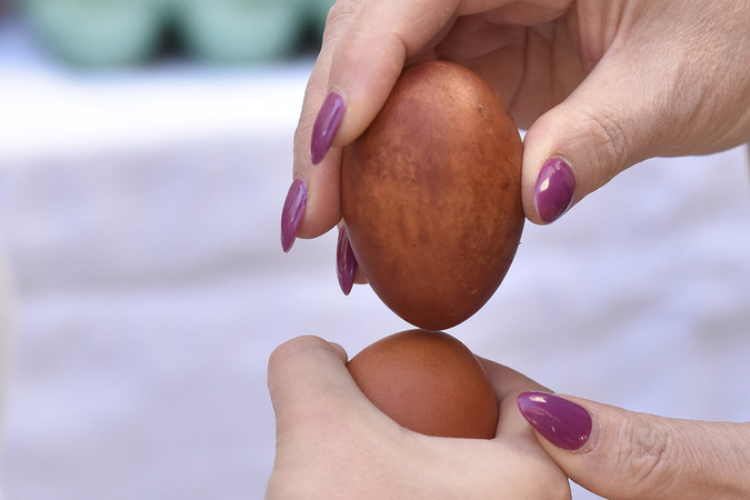 Easter egg tapping tournament in Vodice Croatia Easter egg tapping tournament in Vodice Croatia