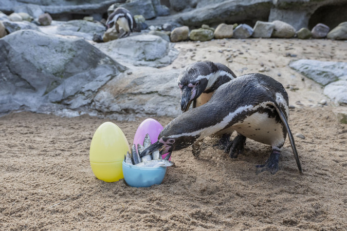 Waddle they find next Penguins go on Easter egg hunt at UK safari park Waddle they find next Penguins go on Easter egg hunt at UK safari park