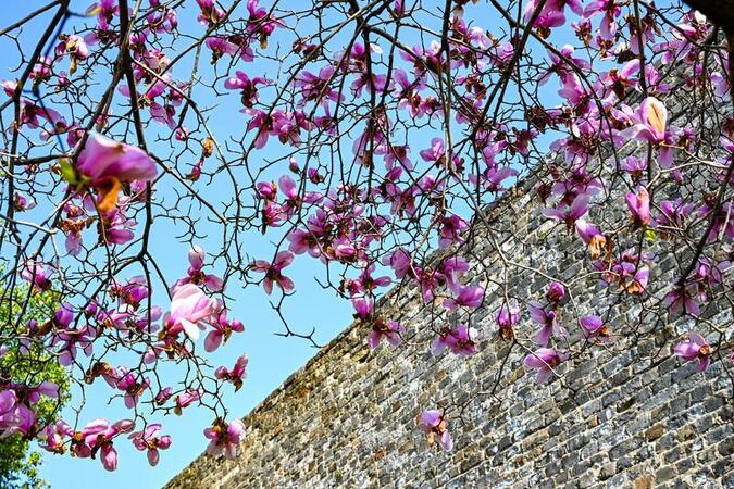 Magnolias in Bloom Under Nanjing City Wall Magnolias in Bloom Under Nanjing City Wall