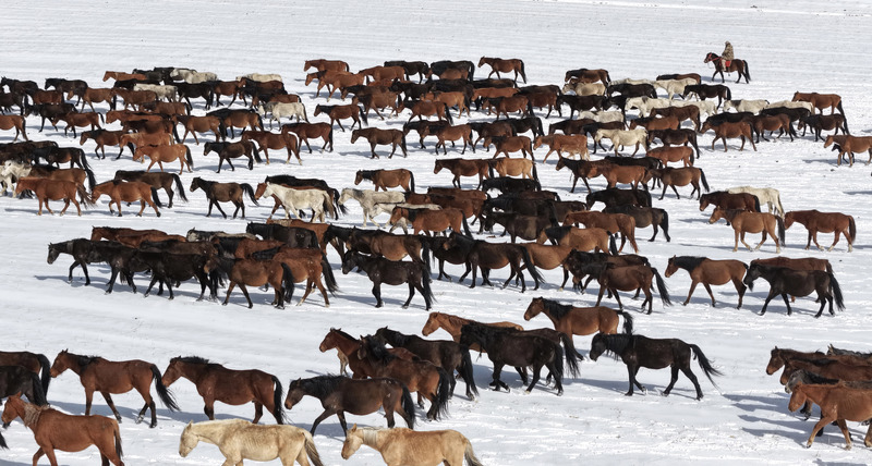Horse Breeding Farm in China