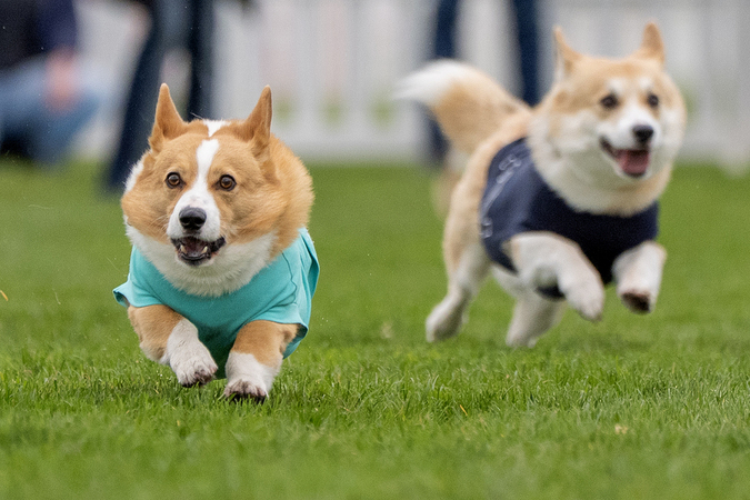 Corgi Derby 2026 Corgi Derby 2026