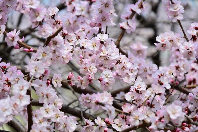 Peach Blossoms in Full Bloom Along Shilibao Erdaogou River in Beijing Peach Blossoms in Full Bloom Along Shilibao Erdaogou River in Beijing