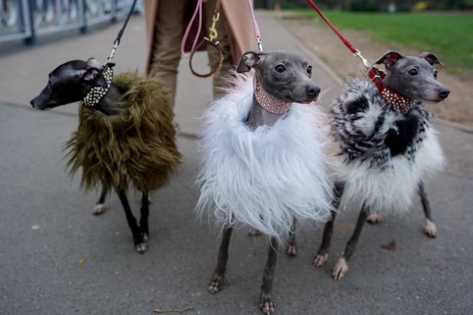 Animali Birmingham il concorso canino Crufts Dog Show 2026 giorno 3 Animali Birmingham il concorso canino Crufts Dog Show 2026 giorno 3