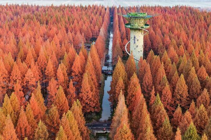 Winter scenery of Huanghai Forest Park in Yancheng Winter scenery of Huanghai Forest Park in Yancheng