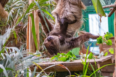 Scotland s first ever baby sloth born and is named after Sir David Attenborough Scotland s first ever baby sloth born and is named after Sir David Attenborough