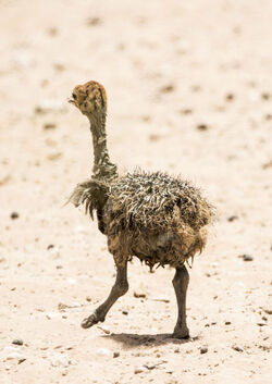 Baby Ostrich survivor