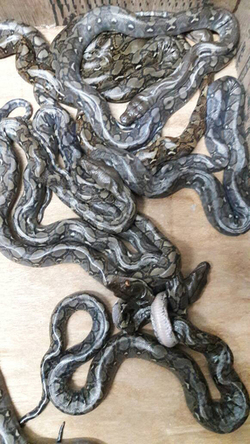 PYTHONS GIVE BIRTH 56 SNAKELINGS