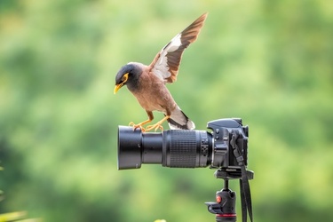 STUNNING images show a curious bird exploring a set camera poking deep in its lens. STUNNING images show a curious bird exploring a set camera poking deep in its lens.