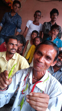 INCREDIBLE APPETITE INDIAN MAN EATS 2.9KG OF CHILLIES EVERY DAY INCREDIBLE APPETITE INDIAN MAN EATS 2.9KG OF CHILLIES EVERY DAY