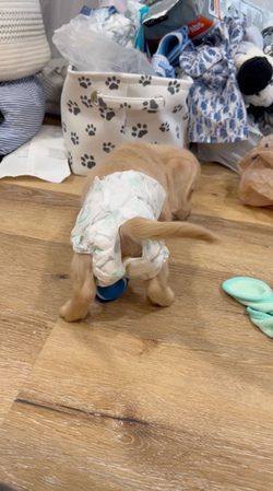 Diaper Wearing Dog