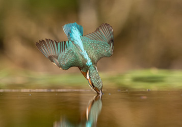 MPM_FLAWLESS_KINGFISHER_DIVE_02