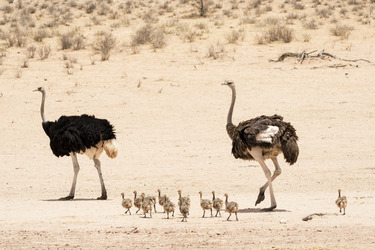 Baby Ostrich survivor