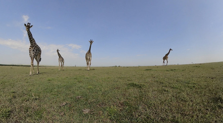 GIRAFFES CHECK OUT 360 VIDEO CAMERA