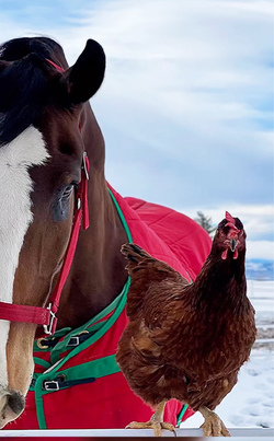 Chicken best friends with horse dog cat and even a racoon