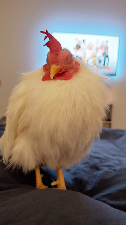 WHAT AN EGGCITING LIFE RESCUE CHICKENS SAVED FROM DEATH BY ANIMAL LOVER NOW LIVE LIKE PAMPERED PET DOGS IN LUXURY FARMHOUSE