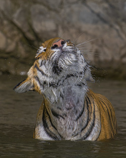 MOTHER TIGER TENDERLY BATHES HER ADORABLE CUBS MOTHER TIGER TENDERLY BATHES HER ADORABLE CUBS