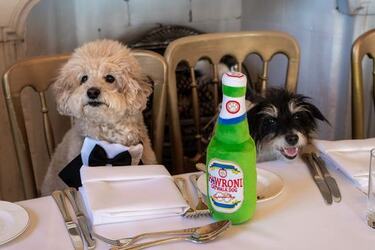 VIDEO Dogs tie the knot in plush wedding ceremony