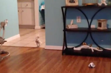 COCKATOO CHASES ADORABLE PUPPY AROUND HOUSE COCKATOO CHASES ADORABLE PUPPY AROUND HOUSE