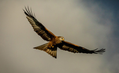 SOME BIRD OVER THE RAINBOW BIRD FLIES AMONGST BEAUTIFUL BRIGHT SKY