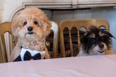 VIDEO Dogs tie the knot in plush wedding ceremony
