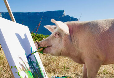 Pigcasso The Painting Pig