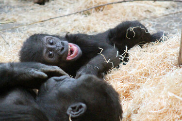 CHEEKY MONKEY
