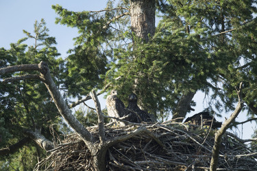 Eagle Family Adopt Hawk Chick Eagle Family Adopt Hawk Chick