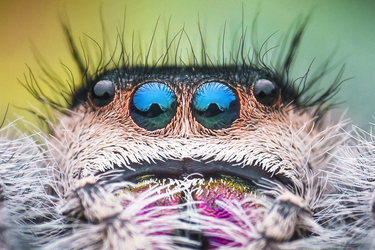 AMAZING SPIDER CLOSEUPS