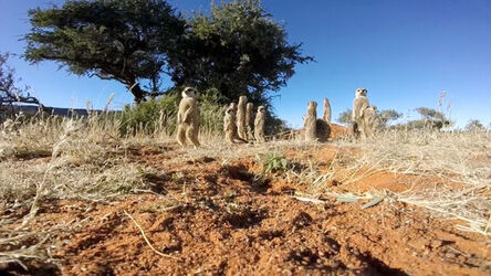 MEERKATS ATTACK GO PRO