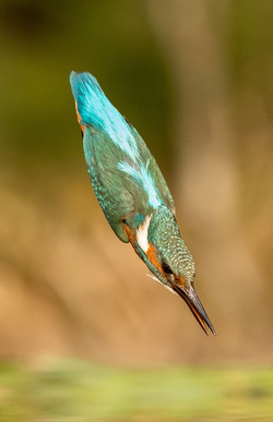 MPM_FLAWLESS_KINGFISHER_DIVE_03