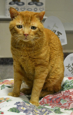 STRAY CAT WITH WORLD S SADDEST FACE FINALLY FINDS HIS PURR FECT HOME....AND EVEN MANAGES TO RAISE A TINY SMILE