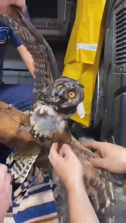 Owl Rescued After Crashing Into City Centre Balcony
