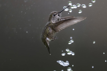 STUNNING HUMMINGBIRD PIERCES WATER DROPLET WITH ITS BEAK