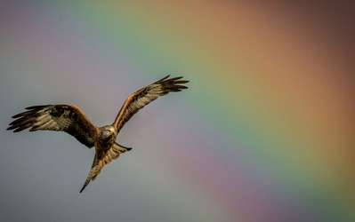 SOME BIRD OVER THE RAINBOW BIRD FLIES AMONGST BEAUTIFUL BRIGHT SKY