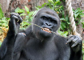 CHIMPAN CHEESE CHIMPAN CHEESE