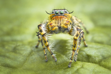 AMAZING SPIDER CLOSEUPS