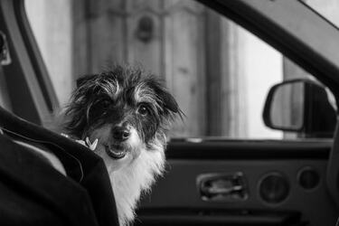 VIDEO Dogs tie the knot in plush wedding ceremony