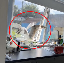 VIDEO Sous gull chef Mother left fuming after unwanted flying rat causes havoc in her KITCHEN