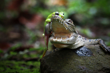 Fearless Frog Fearless Frog