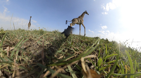 GIRAFFES CHECK OUT 360 VIDEO CAMERA