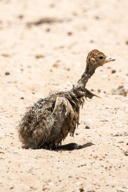 Baby Ostrich survivor