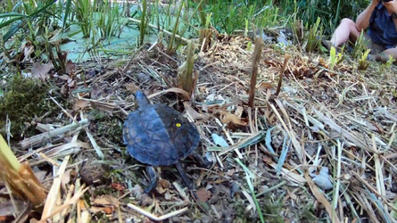 Moment US Zoo Experts Release Rare Turtles Into Wild
 video available 