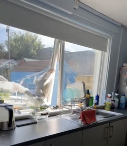 VIDEO Sous gull chef Mother left fuming after unwanted flying rat causes havoc in her KITCHEN