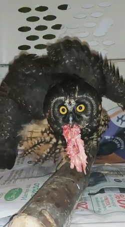 Owl Rescued After Crashing Into City Centre Balcony