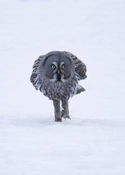 Owl be damned Diva bird wearing skinny jeans and boots captured WALKING on snow Owl be damned Diva bird wearing skinny jeans and boots captured WALKING on snow