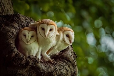 LOVEABLE images show three barn owl fledglings in their nest sharing a cute kiss.