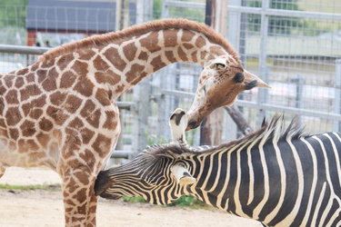 GIRAFFE AND ZEBRA FRIENDS